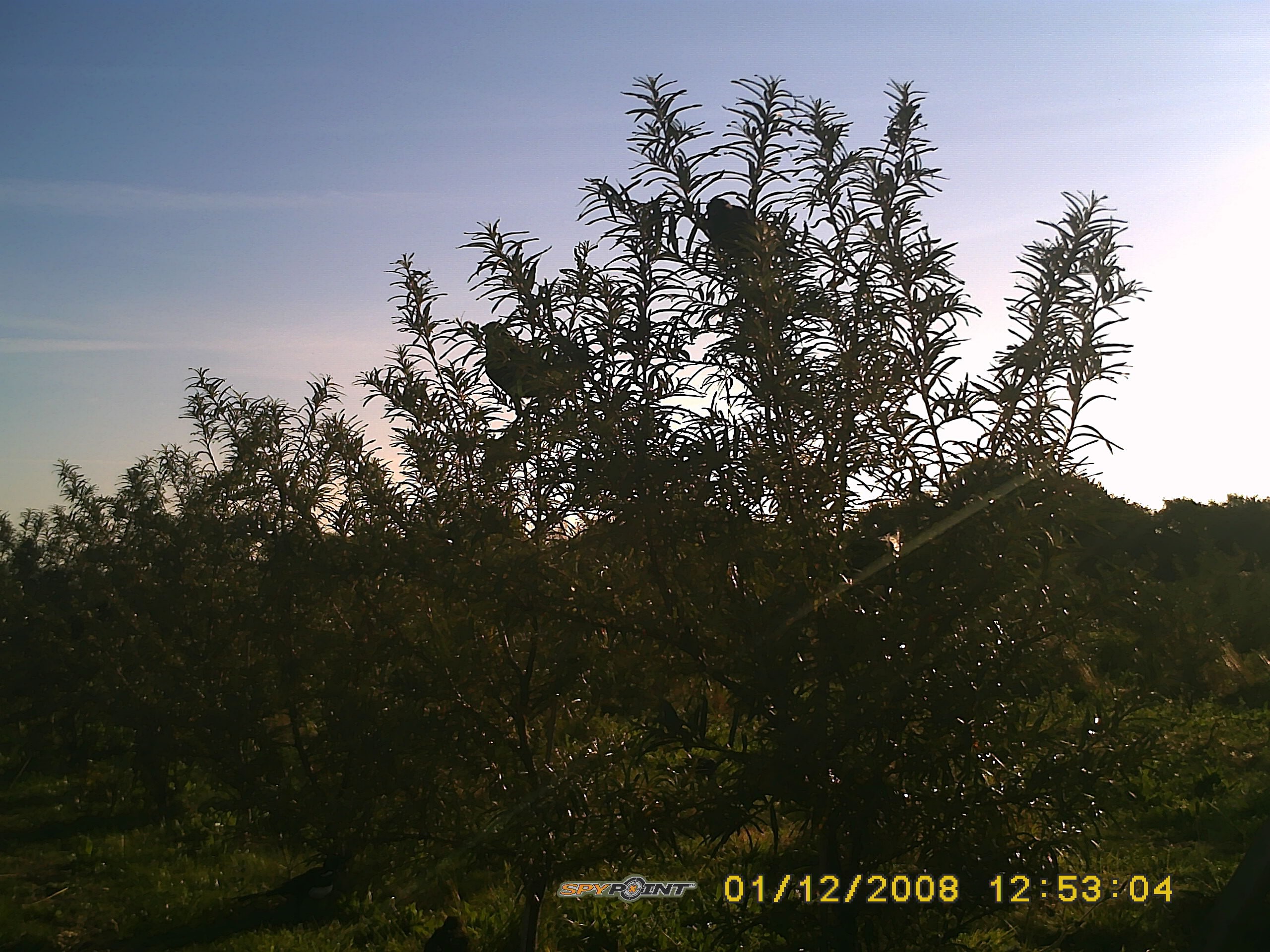 Jackdaws on sea buckthorn at Devereux Farm